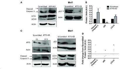 | Activating transcription factor-5 (ATF5) knockdown induces autophagy ...