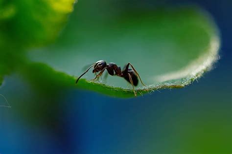 Ants Actually Social Distance! - Pointe Pest Control: Exterminator