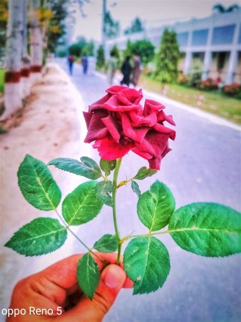 Greenery Photography Plant Leaves Plants Greenery