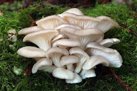 Pleurotus Djamor Oyster Pink Mushrooms Mycelium Spores