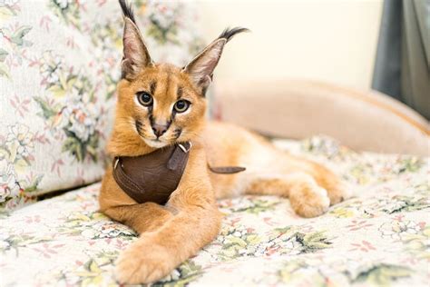 Fakta Menarik Kucing Caracal Pemburu Andal Dan Terancam Punah