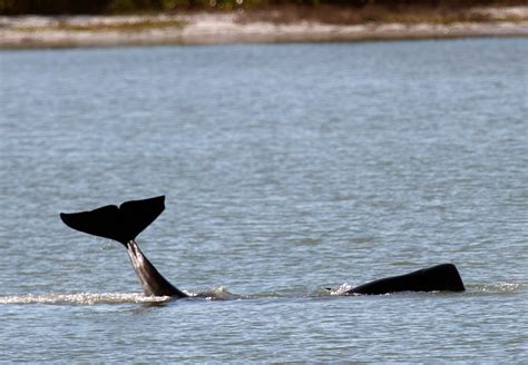 These Whales Choked To Death When Fish Got Stuck In Their Blowholes