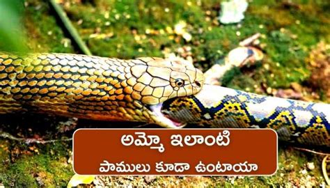 Crazy Hunting King Cobra 7 Moments Video Goes Viral In Google Trends