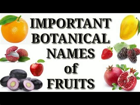 Botanical Names Of Fruits