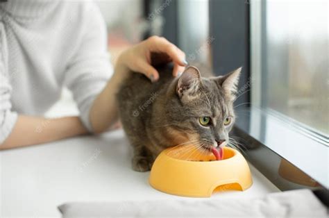 Корм для кошек: классы продукции и рекомендации по выбору - Про ...