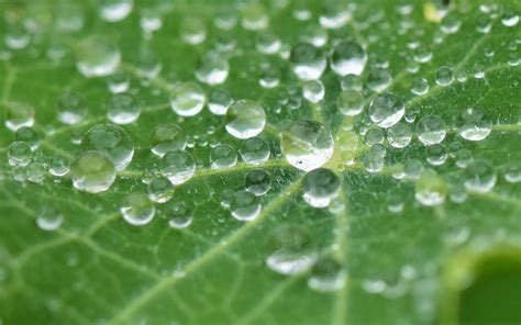 Gro E Kapuzinerkresse Tropaeolum Majus Machopapilio