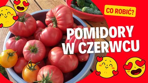 Pomidory W Czerwcu Tajniki Uprawy Na Pocz Tku Sezonu Jak Uprawia