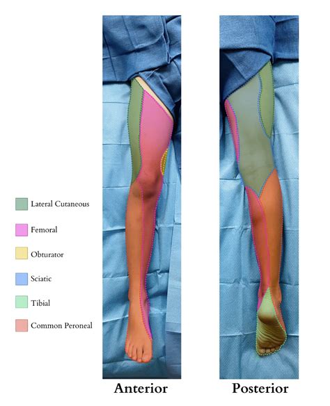 Lower Limb Cutaneous Innervation