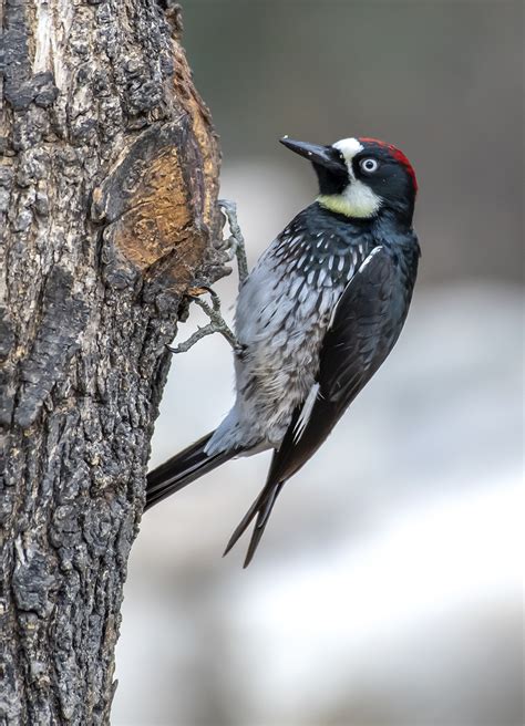 acorn woodpecker dryobates arizonae