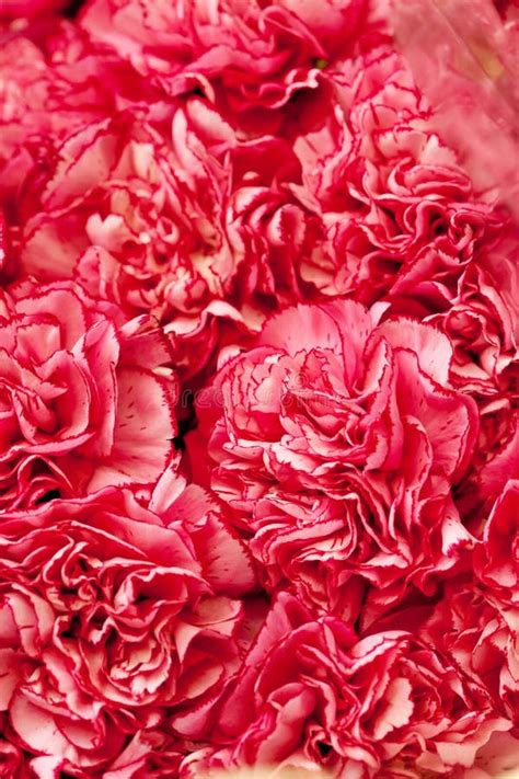 Beautiful Carnation Flowers Stock Photo Image Of Plant Freshness