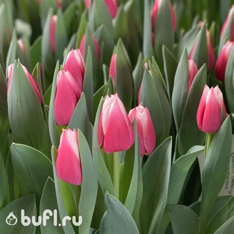 Луковицы тюльпанов Dutch Design от bufl.ru