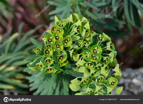 Euphorbia Black Pearl