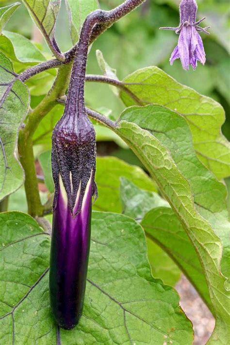 21 of the Best Japanese Eggplant Varieties | Gardener’s Path