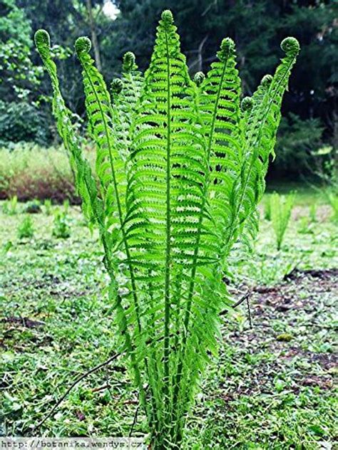 Buy Ostrich Fern Wholesale | Fast Growing Fern Plants