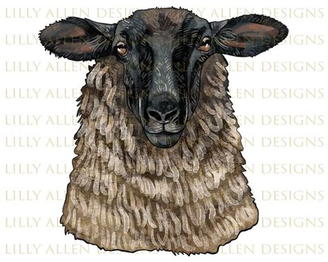 Suffolk Sheep Head Png Suffolk Sheep Png Hand Drawn Suffolk Sheep Png