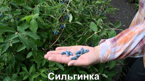 Жимолость из Бакчара - YouTube