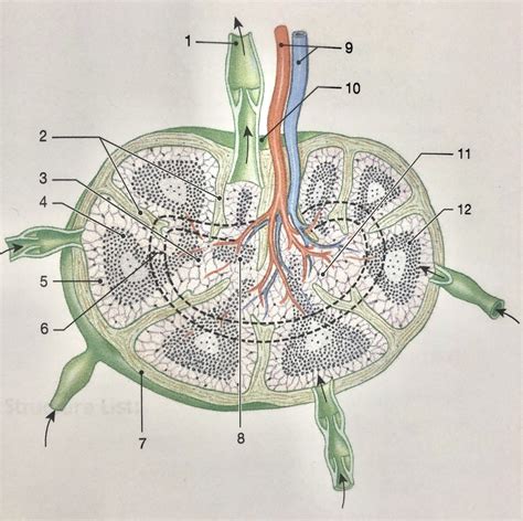 Kin 224 Lab 06 A Lymph Node Diagram Quizlet