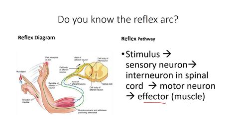 Reflex Arc Diagram Gcse Biology