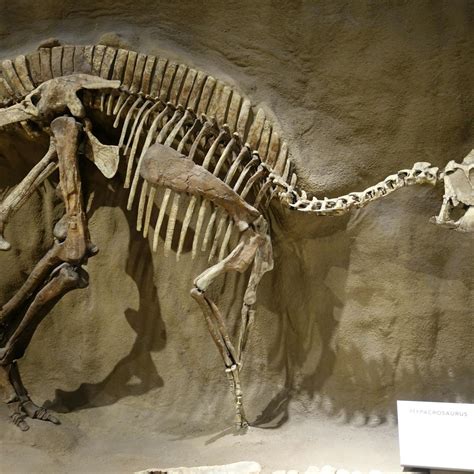Real Dinosaur Sightings Africa