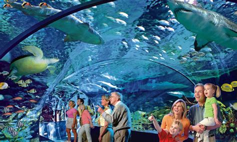 Activities In Gatlinburg Tn | Kids Matttroy