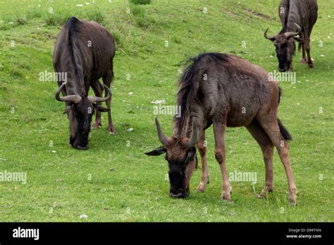 Gnu horns hi-res stock photography and images - Alamy