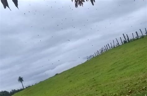 Chuva De Aranhas Tamb M Assusta Moradores Do Paran Entenda O