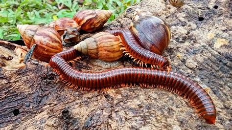 Hunting Big Millipede And Cute Snail Menemukan Banyak Luwing Kaki