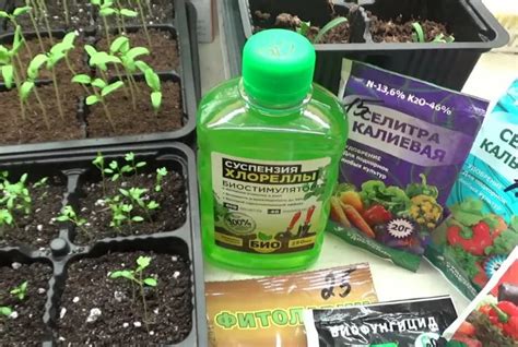 Как применять монофосфат калия: для удобрения огурцов, помидоров ...