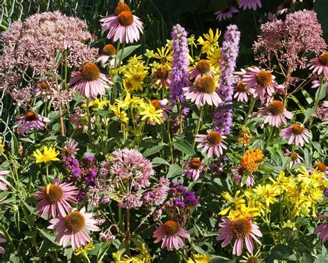 When To Plant Wildflowers Native Seeds Can Be Successfully Planted In Fall And Winter