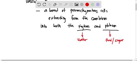 Solved Medullary Rays Are Formed By The 1 Radially Placed