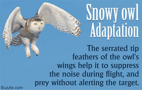 Unquestionably Intriguing Adaptations of Snowy Owls