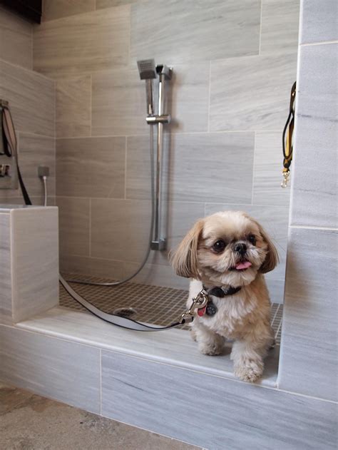 Раковина для мытья собак (27 фото) - картинки sobakovod.club