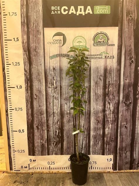 Яблоня Пинова купить во Владимире в питомнике с доставкой