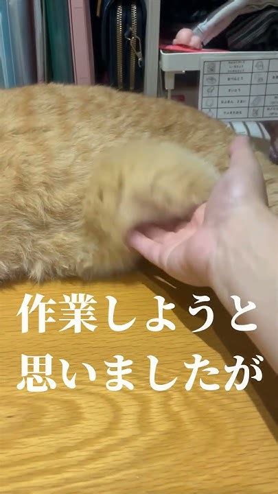 これじゃ作業はできませんね【すずつむふう】 猫 猫動画 可愛い猫 猫のいる暮らし 茶トラ Youtube