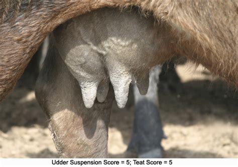 Photo Guide to Udder and Teat Scoring | UNL Beef | University of Nebraska–Lincoln