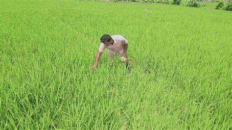 Bangabandhu ‘Dhan 100 farming lucrative, large-scale usage by 2025 ...