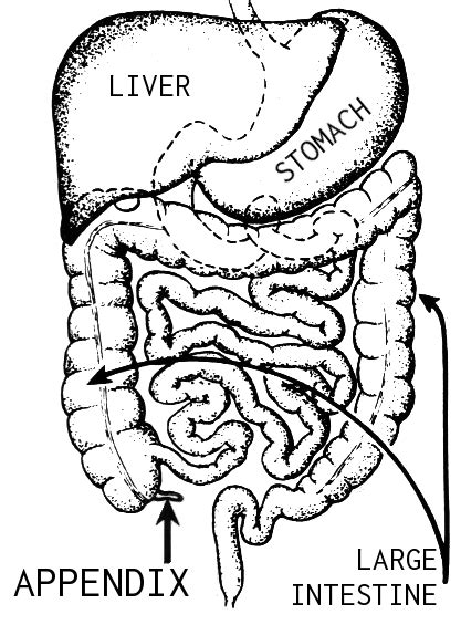 appendix simple english wiktionary