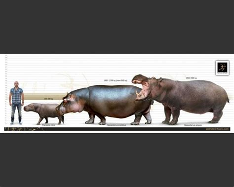 Pin by joshkilby on Prehistoric-fauna animal size comparison charts in