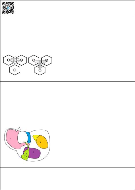 Флэш-карта_анатомия_печени+желчный_пузырь