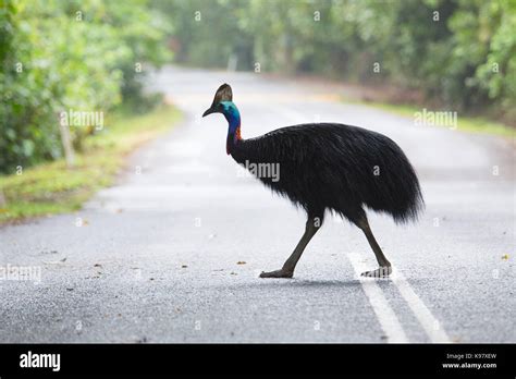 Southern Cassowary Casuarius Casuarius Crossing A Road In Daintree National Park Queensland