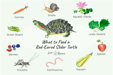 What Should I Feed My Red-Eared Slider Turtle?
