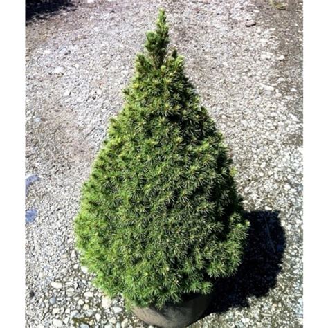 Ель Пицея глаука коника (picea glauca conica): фото, уход в домашних ...