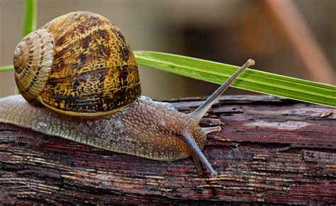 Caracol É Vertebrado Ou Invertebrado - Fotos gratis : naturaleza, foto, fauna, invertebrado, de cerca, 100 mm ...