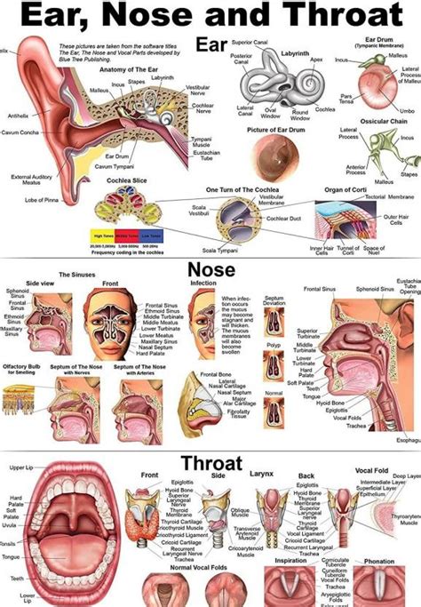 Ent Posters Diseases Of Ear Nose And Throat Middle Ear Infections