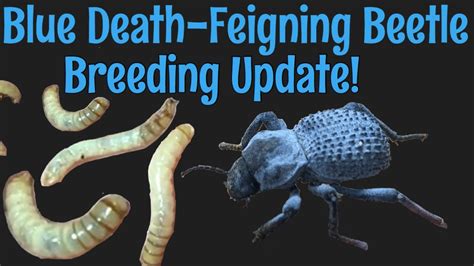 Blue Death Feigning Beetle Breeding Update Youtube