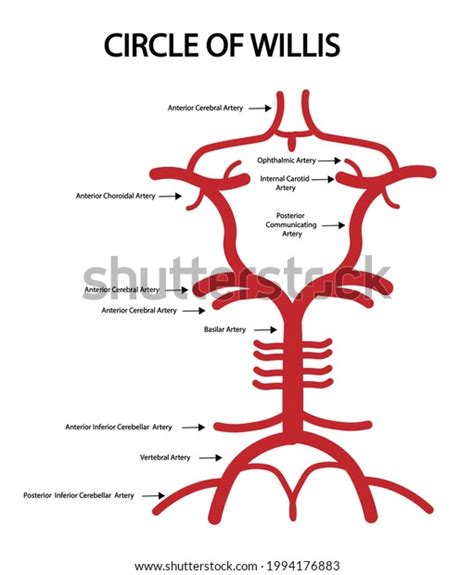Zirkel Der Willis Anatomie Strukturen Arterialversorgung Des Gehirns