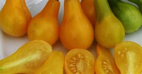 Купить Семена томата Желтая Груша