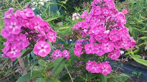 Купить флокс Летний праздник в интернет-магазине Анны Калугиной. Фото ...