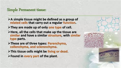 anatomy simple permanent tissue   plant pptx