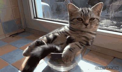 lazy cat gifs    gif  giphy